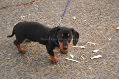 Animal Charity Walk